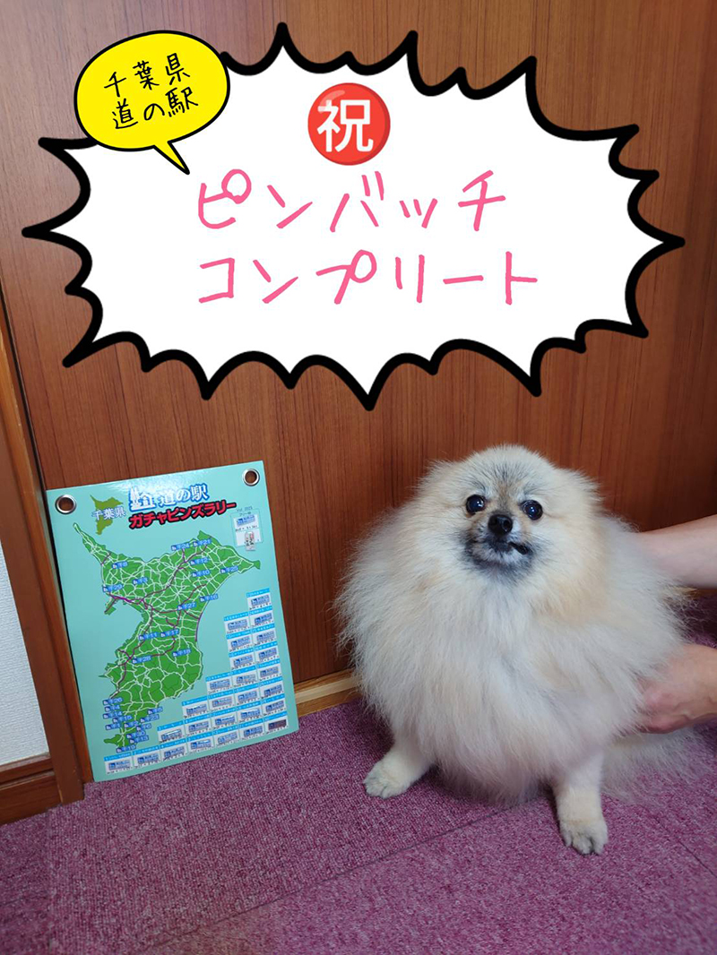 2025年度 千葉版 ガチャピンズラリー達成者