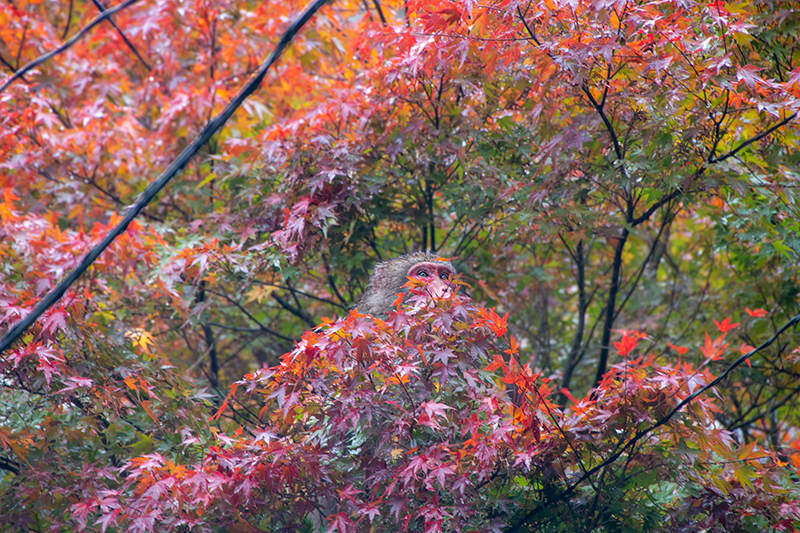 2025年度 千葉版 ガチャピンズラリー達成者