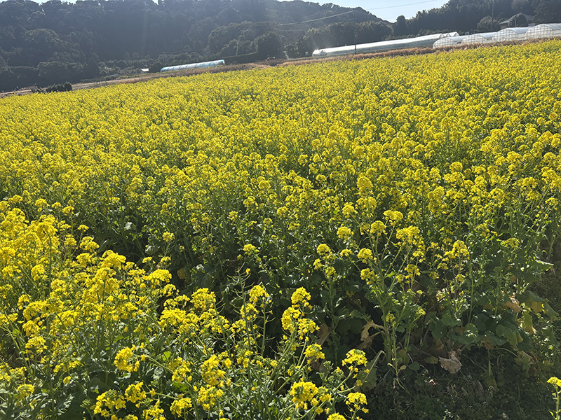 2025年度 千葉版 ガチャピンズラリー達成者