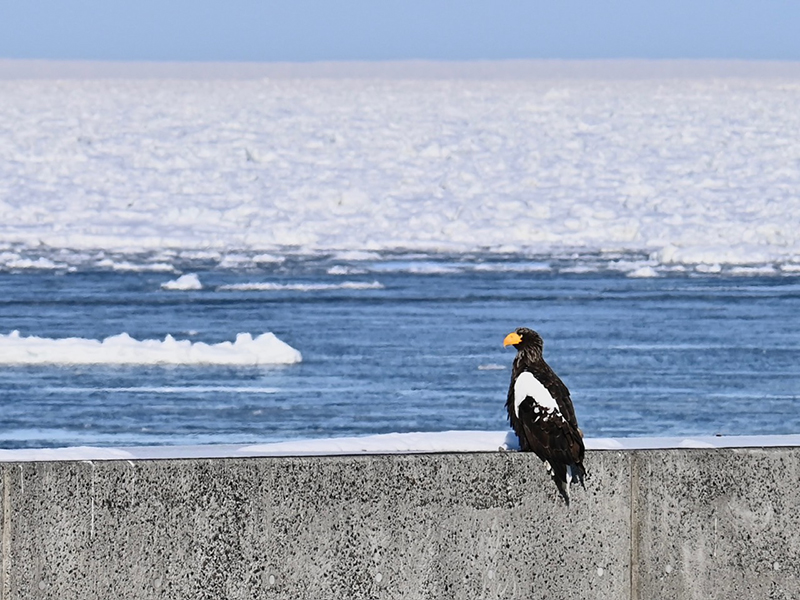2025年度 北海道版 ガチャピンズラリー達成者
