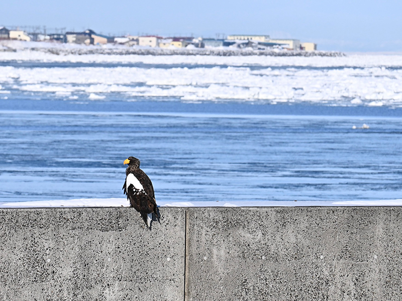 2025年度 北海道版 ガチャピンズラリー達成者