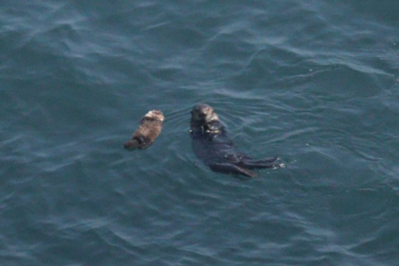 2025年度 北海道版 ガチャピンズラリー達成者