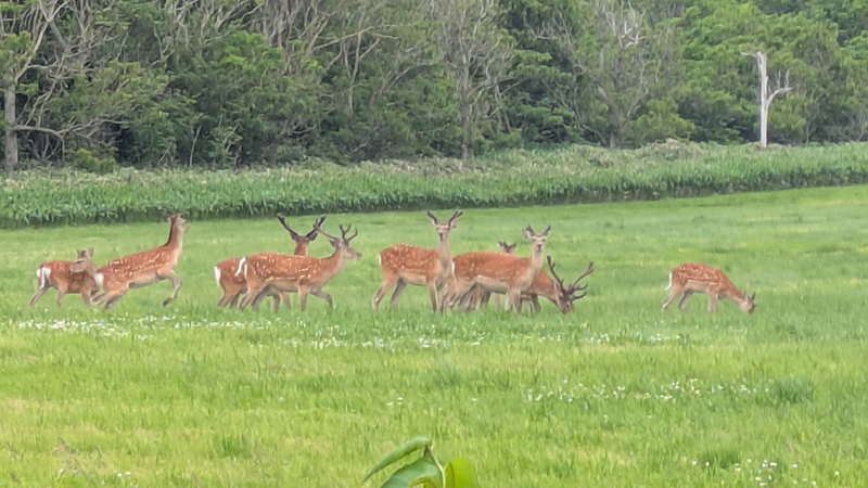 2025年度 北海道版 ガチャピンズラリー達成者