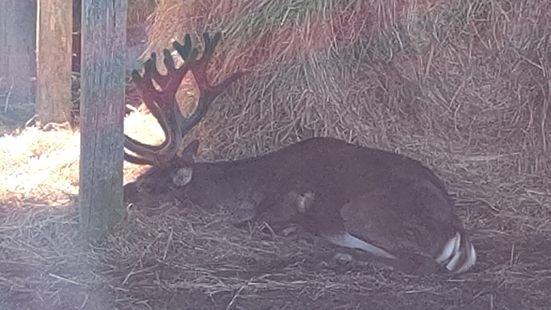 2025年度 北海道版 ガチャピンズラリー達成者