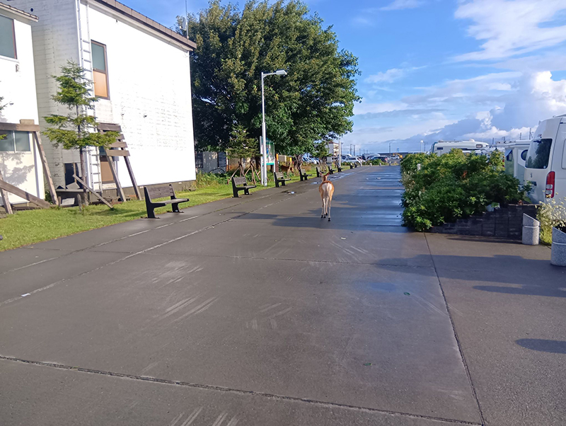 2025年度 北海道版 ガチャピンズラリー達成者