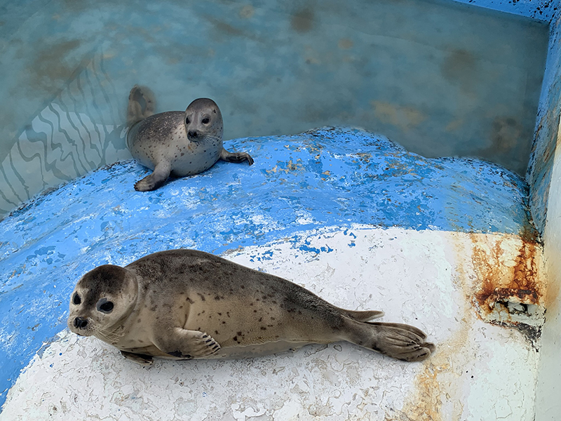 2025年度 北海道版 ガチャピンズラリー達成者
