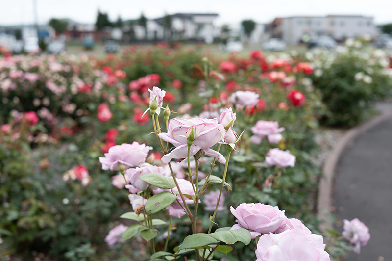 2025年度 北海道版 ガチャピンズラリー達成者