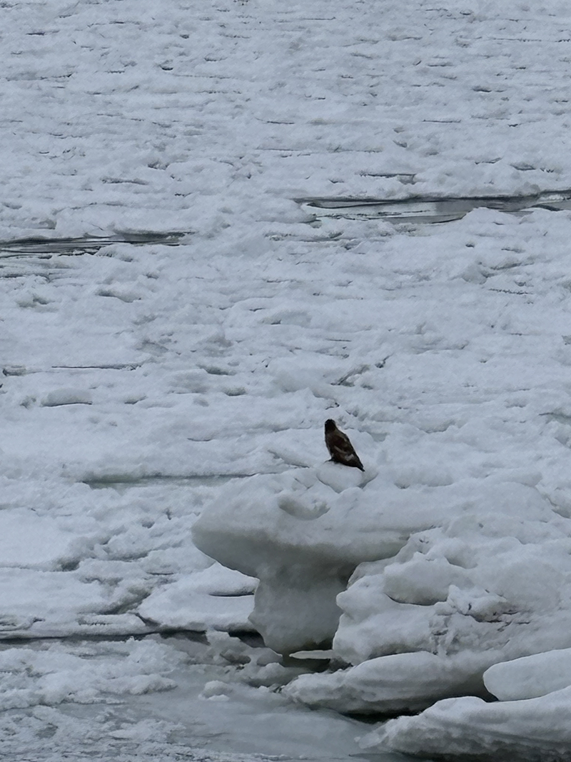 2025年度 北海道版 ガチャピンズラリー達成者