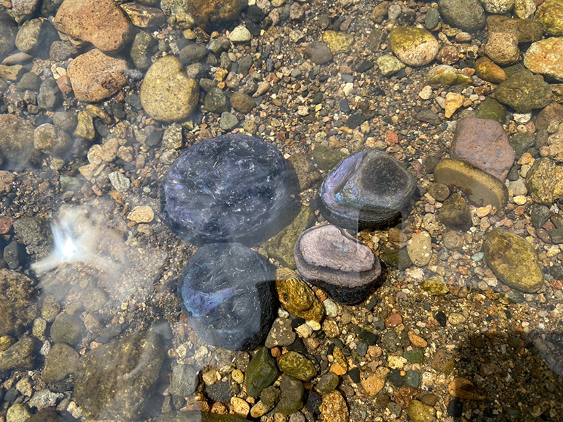 2025年度 北海道版 ガチャピンズラリー達成者