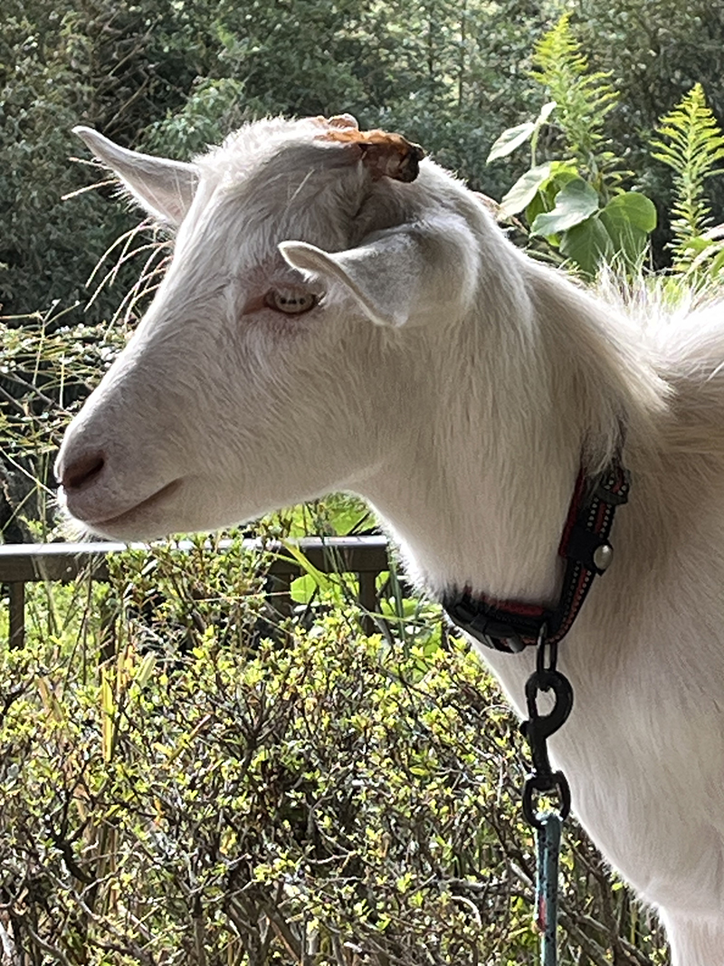 2025年度 茨城版 ガチャピンズラリー達成者