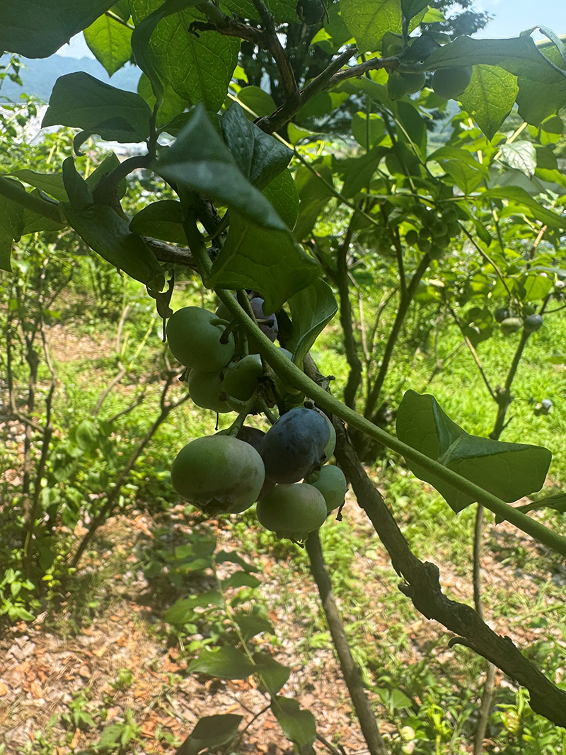 2025年度 関東版 ガチャピンズラリー達成者