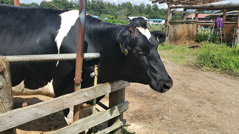 2025年度 長野版 ガチャピンズラリー達成者