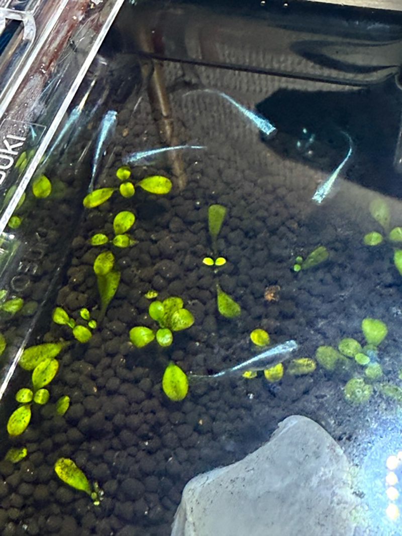 2025年度 長野版 ガチャピンズラリー達成者